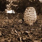 An alien?