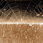 Be careful of the web