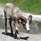 Bighorn sheep male