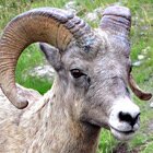 Bighorn sheep portrait