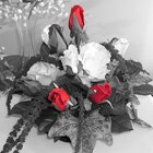 Sweet roses