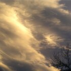 Tree & sky 2