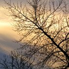 Tree & sky 1