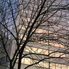 Tree & building