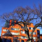 Building and tree