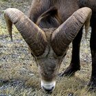 Aries (March 21 - April 20)