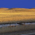 Fields of Alberta