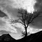 Trees & mountains