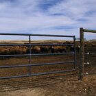 Buffalo farm