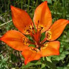 Perfection in orange