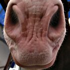 You can say it's a horse...