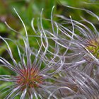 Entangled love