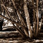 Wooden sensuality