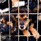 Behind bars