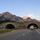 Animal passage over highway #1