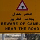 Camels alert!