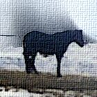 Grazing