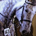 Dressage time