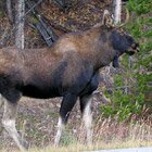 Moose on the highway