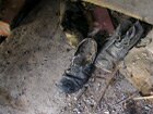 Forgotten shoes