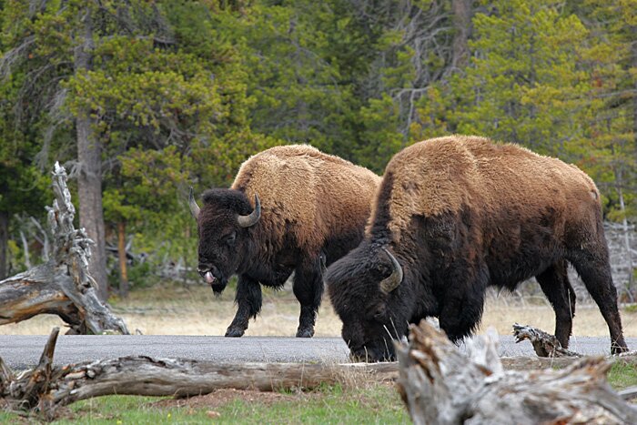 Buffaloes (Yellowstone) - Click to see next photo