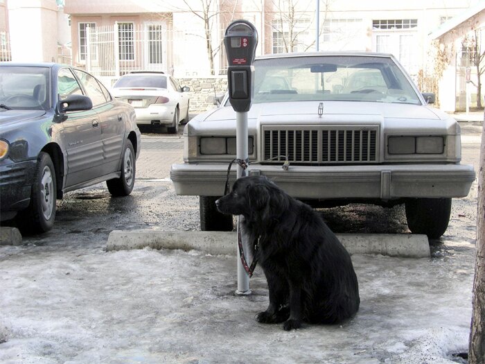 A parking dog >>> Click photo to close window