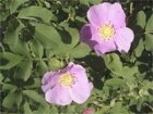 Alberta Rose
