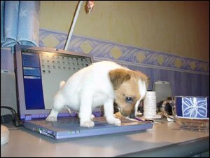 No, Doggy!!! No...