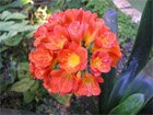Orange ball