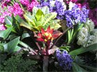 Colorful beauty