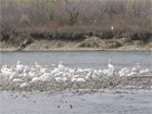 Pelicans parking lot