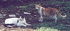 Cats of the back yard