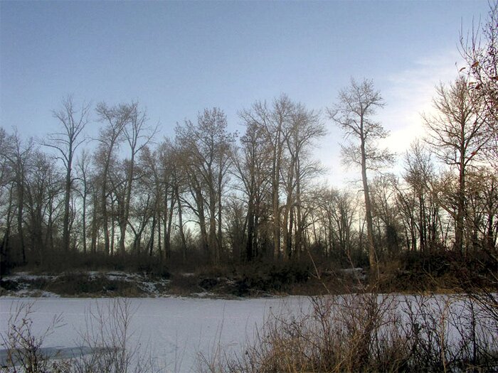 Frozen Bow